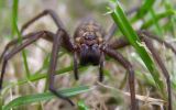 Tegenaria_agrestis,Barnetby-Le-Wold,Lincolnshire_2_.jpg