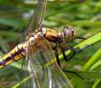 Teneral_Female_Black-tailed_Skimmer(Orthetrum_cancellatum),Rosper-_road_Pools,Lincolnshire_copy.jpg