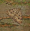 Tissue,Chambers_Farm_Wood,Lincolnshire.JPG