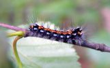 Yellow-tail_Larvae(Euproctis_similis),Crowle_NNR,Lincolnshire_copy.jpg