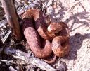 immature_female_Adder,Laughton_Forest,Lincolnshire_1.jpg