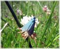 male_Forester_Moth,Crowle_NNR,Lincolnshire.jpg