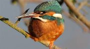 Kingfisher~0.jpg