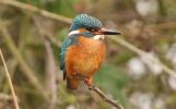 Kingfisher~2.jpg