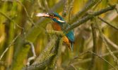 Kingfisher~6.jpg