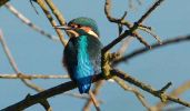 Kingfisher~8.jpg