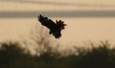 Marsh_harrier_Silhouette.jpg