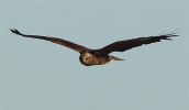 Marsh_harrier~0.jpg