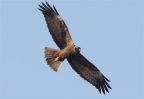 Marsh_harrier~1.jpg