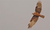 Marsh_harrier~12.jpg