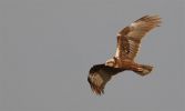 Marsh_harrier~13.jpg