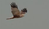 Marsh_harrier~14.jpg