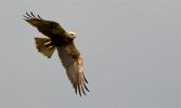 Marsh_harrier~15.jpg