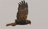 Marsh_harrier~16.jpg