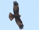 Marsh_harrier~2.jpg