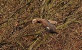 Marsh_harrier~3.jpg