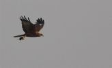 Marsh_harrier~5.jpg