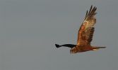 Marsh_harrier~7.jpg