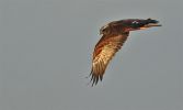 Marsh_harrier~8.jpg