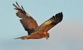 Marsh_harrier~9.jpg