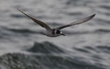 black_tern~1.jpg