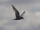 common_tern.jpg