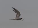 common_tern_with_catch.jpg