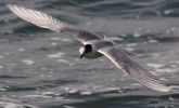 common_tern~0.jpg