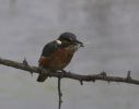 kingfisher_with_catch.jpg