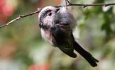 long_tailed_tit~0.jpg