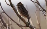 reed_bunting~1.jpg