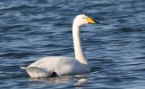 whooper_swan.jpg