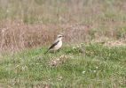 Wheatear3.jpg