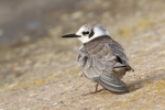 American-Black-Tern.jpg