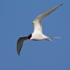 Arctic_Tern110428-4595.jpg