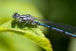 Azure_Damselfly.jpg