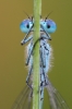 Azure_Damselfly110602-9618.jpg