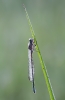 Azure_Damselfly110602-9642.jpg