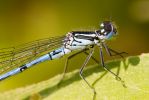 Azure_Damselfly~0.jpg