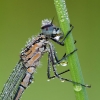 Azure_Damselfly~1.jpg