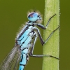 Azure_Damselfly~2.jpg