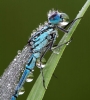 Azure_Damselfly~3.jpg