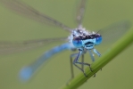 Azure_Damselfly~4.jpg