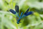 Banded_Demoiselle1.jpg