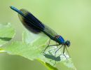 Banded_Demoiselle100531-1181.jpg