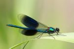 Banded_Demoiselle100609-2377.jpg