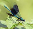 Banded_Demoiselle100609-2431.jpg