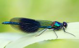 Banded_Demoiselle100609-2479.jpg