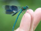 Banded_Demoiselle2.jpg