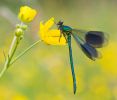 Banded_Demoiselle3.jpg